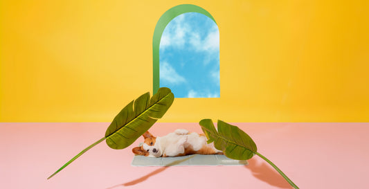 How To Improve Your Dog's Life