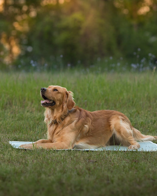 Keep Your Pets Cool During the Summer Heatwave with Green Pet's Cooling Solutions