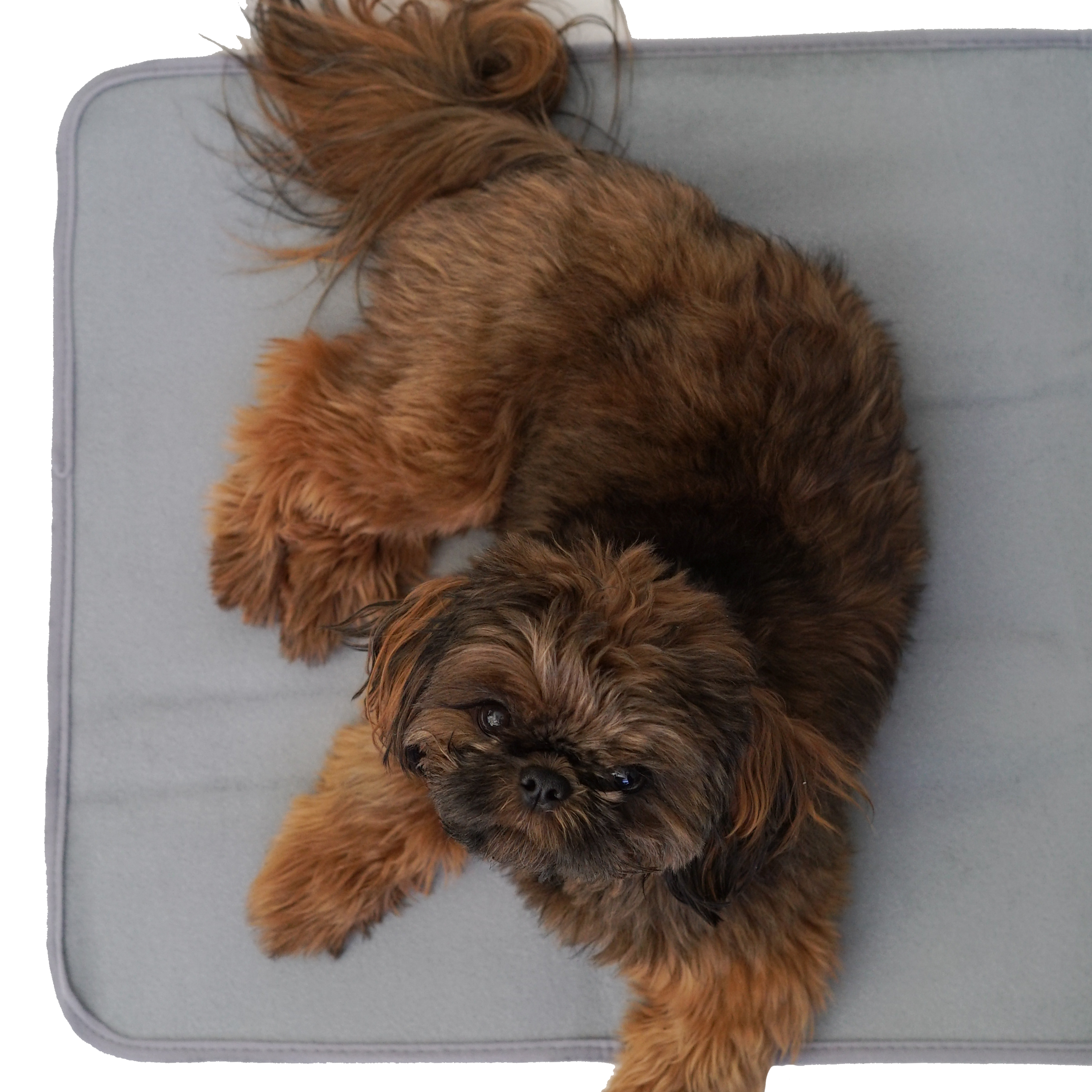 Warming sales pet pad