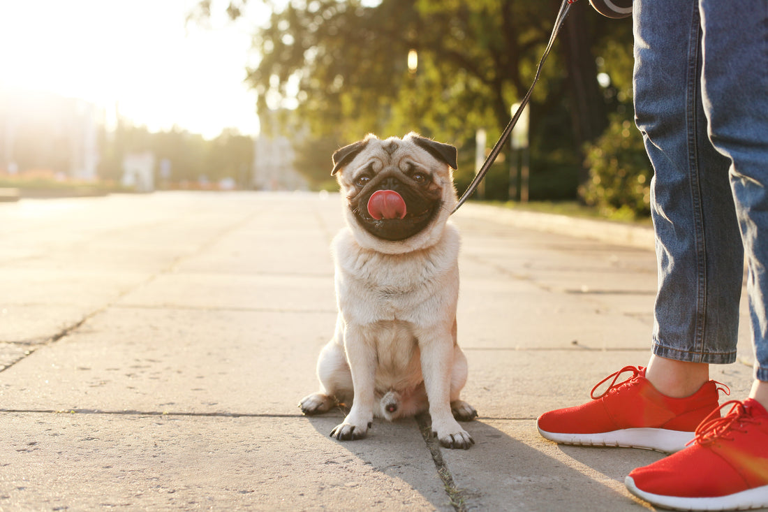 5 Brachycephalic Dog Breeds at Risk for Heat Stroke: How Green Pet's Cool Pet Pad Can Help