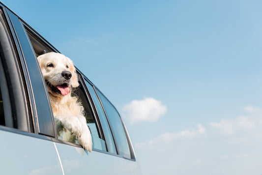 Traveling with Your Dog in Hot Weather? Here's How to Keep Them Cool and Comfortable