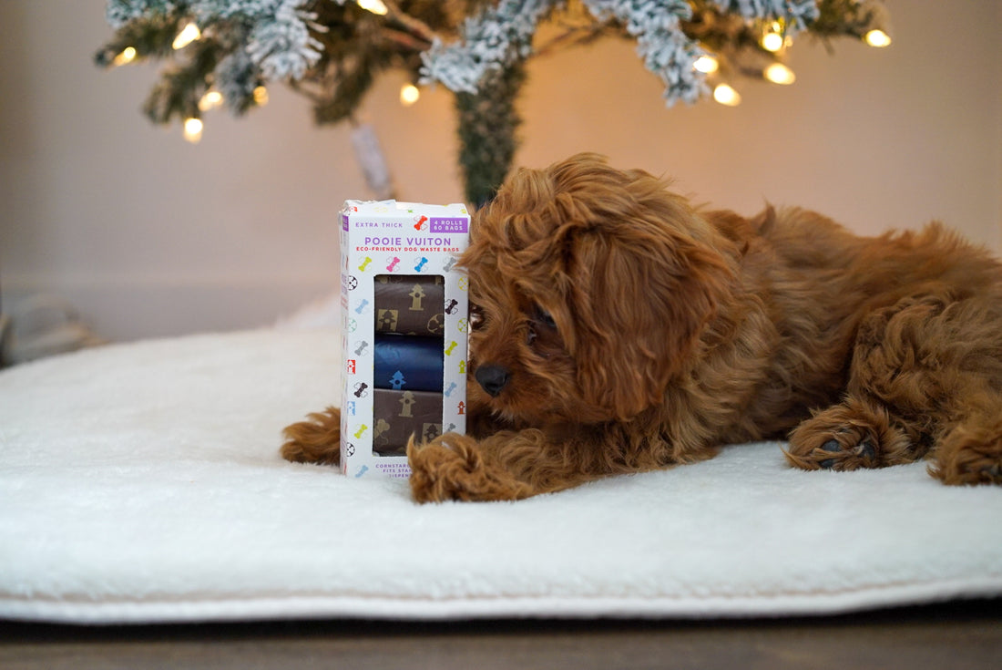 A Sustainable Gift Guide for Pet Parents