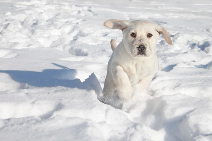 The Truth About Pets in Extreme Temperatures