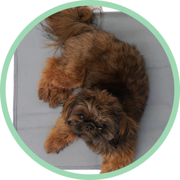 Unique, Affordable, EcoFriendly Products The Green Pet Shop