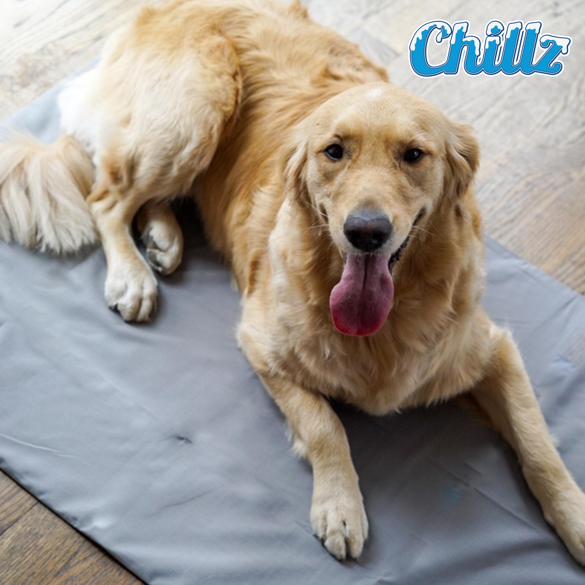 Gel best sale dog mat