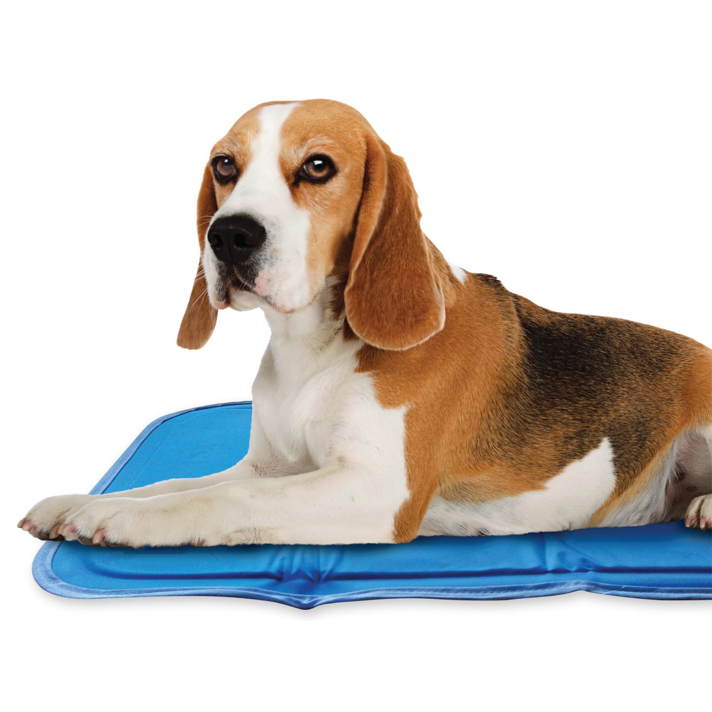 Large dog online cooling pad