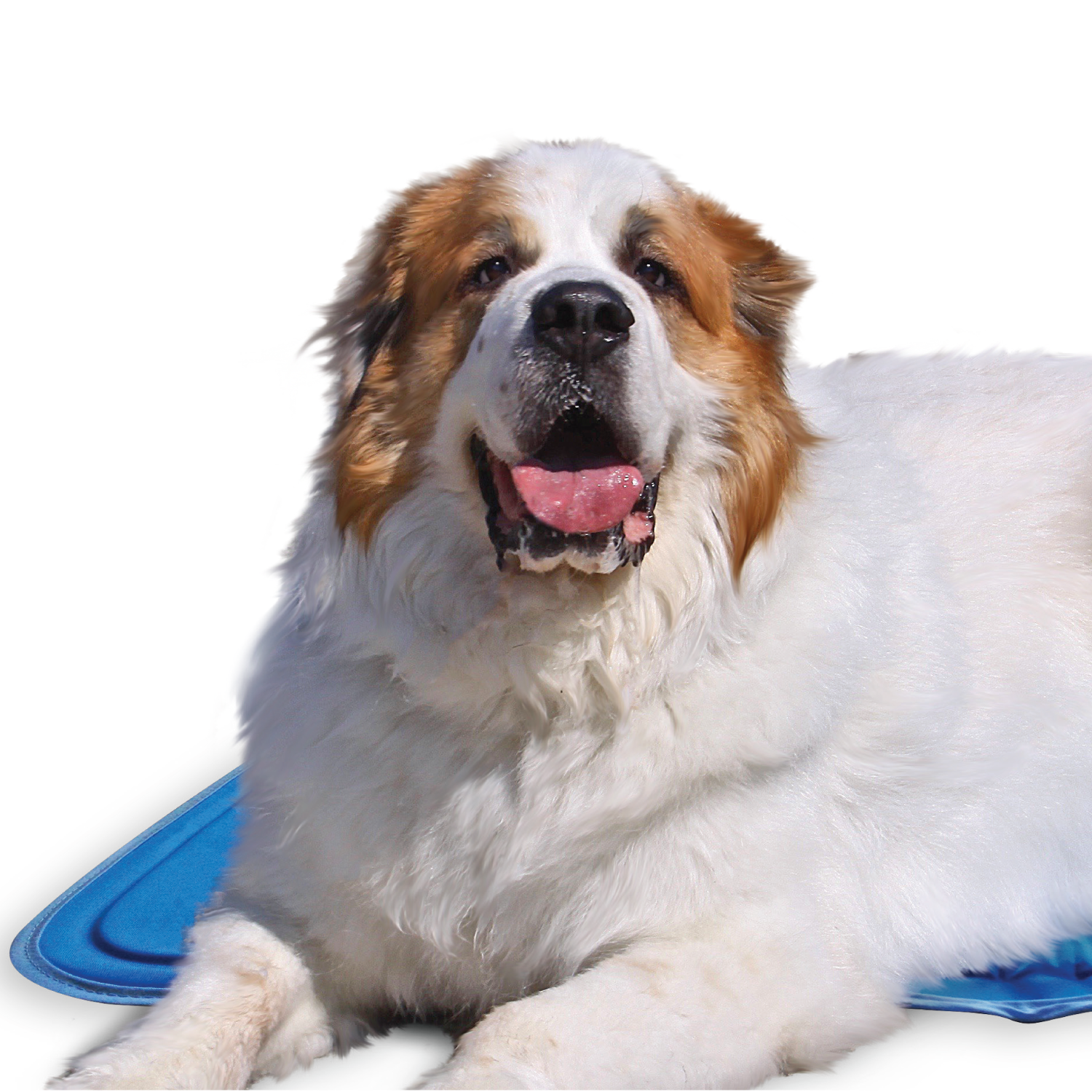 Pet cooling discount mat xl