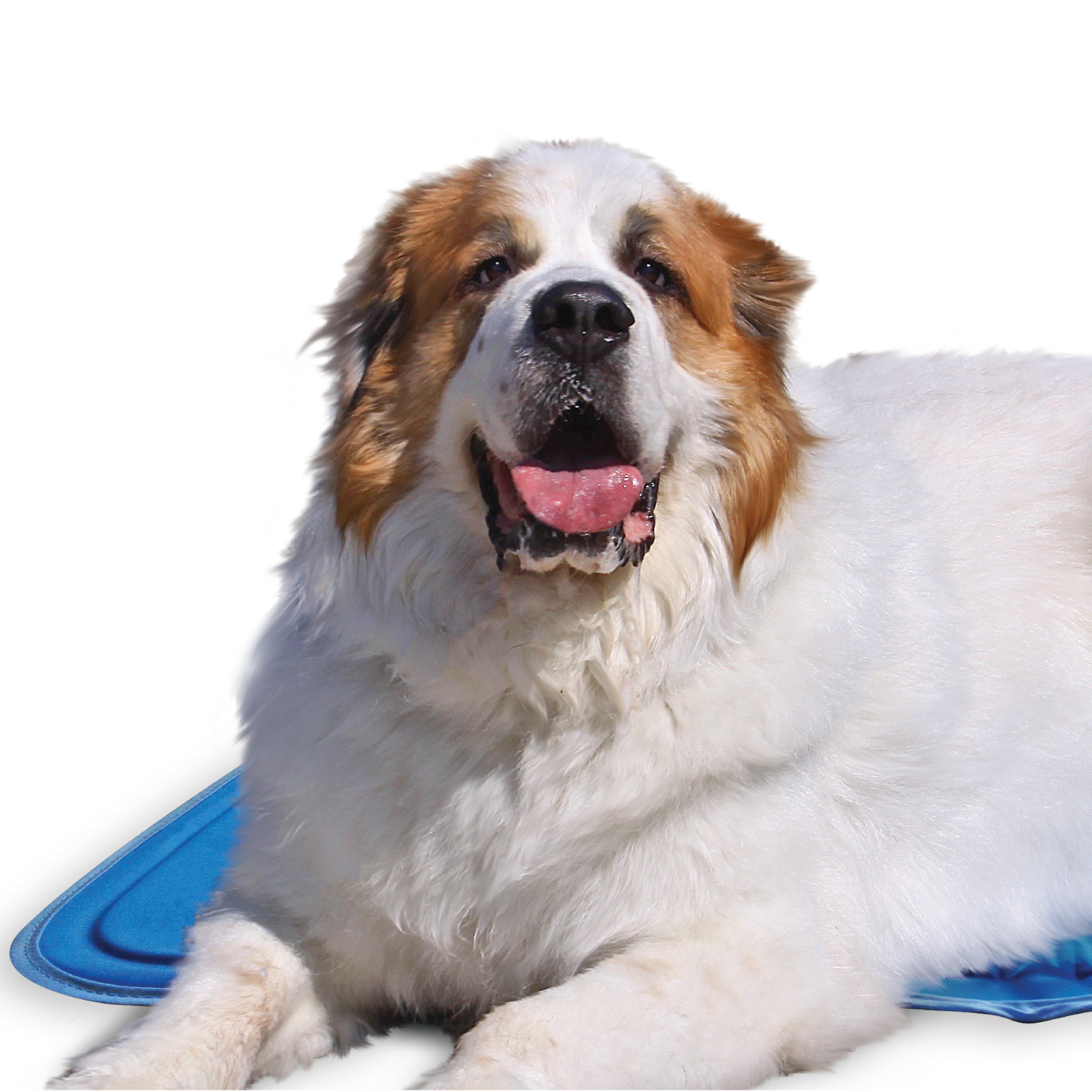 Cool Pet Pads, Pet Cooling Mat and Beds