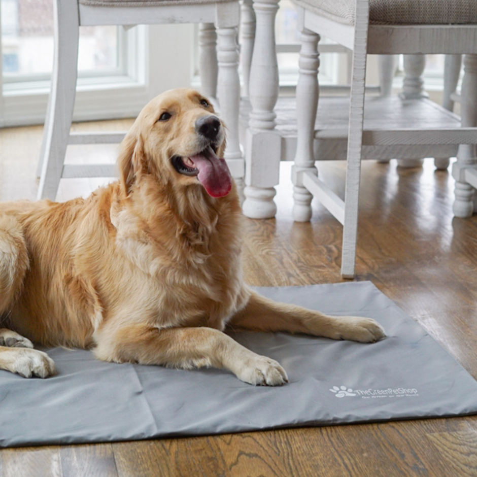 Unique, Affordable, EcoFriendly Products The Green Pet Shop